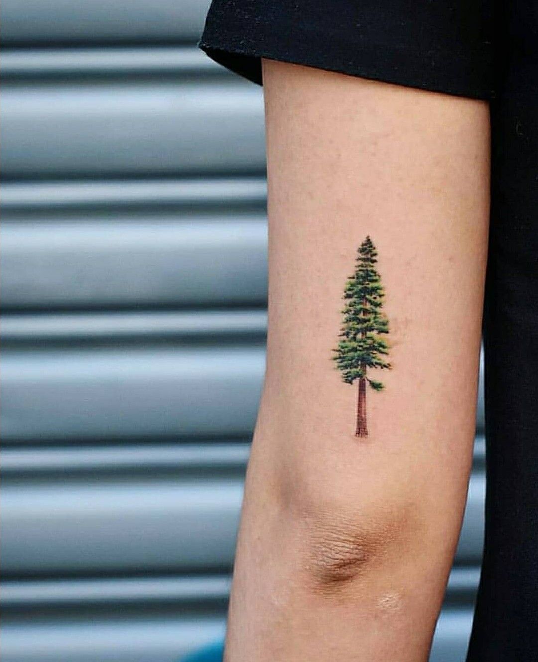 30 Pine Tree Tattoo Ideas: Quiet Symbols of Resilience, Place, and Peace