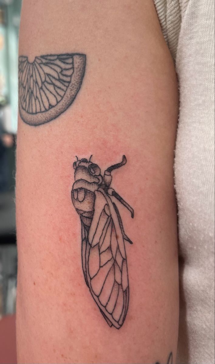 29 Cicada Tattoo Ideas: From Simple Linework to Lush Color
