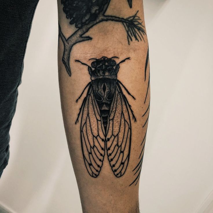 29 Cicada Tattoo Ideas: From Simple Linework to Lush Color