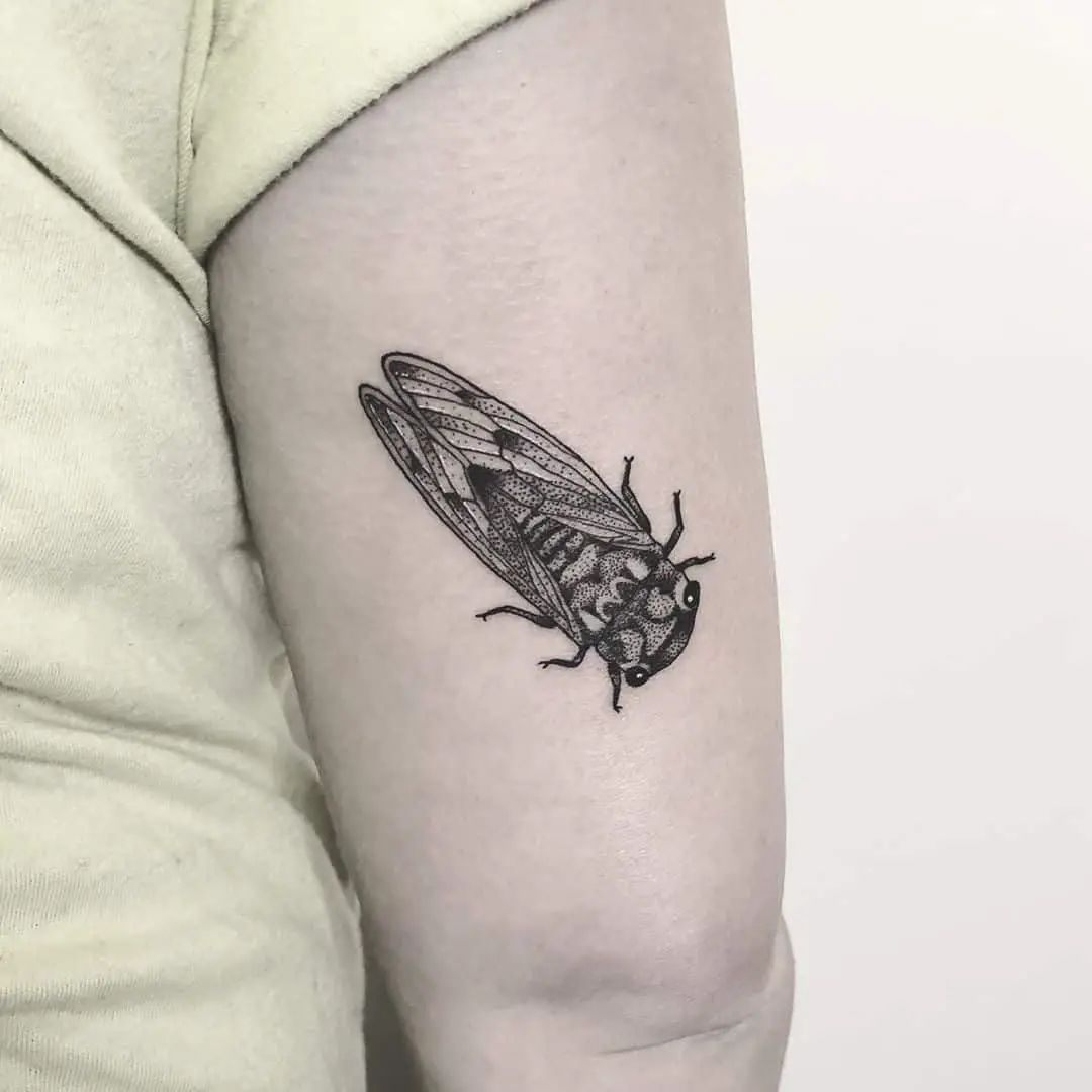 29 Cicada Tattoo Ideas: From Simple Linework to Lush Color