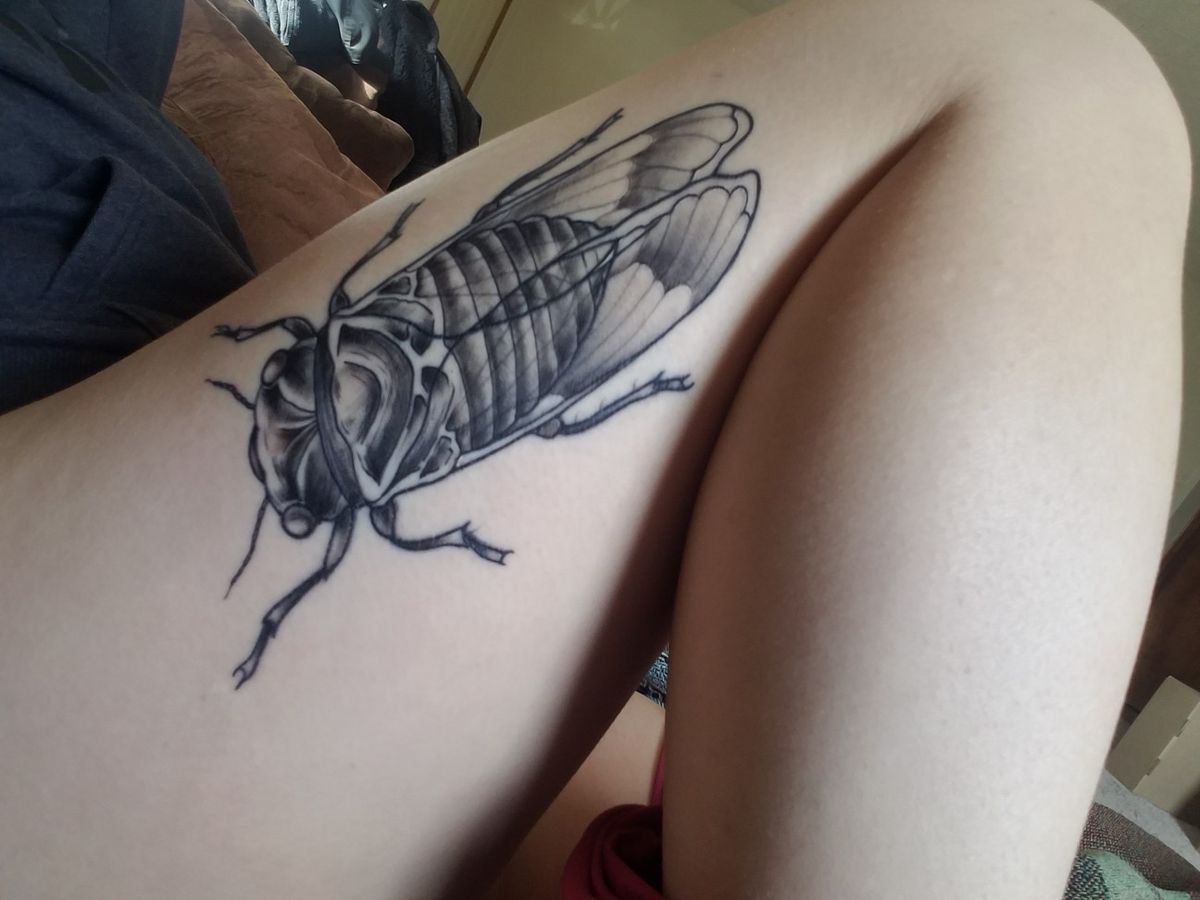 29 Cicada Tattoo Ideas: From Simple Linework to Lush Color