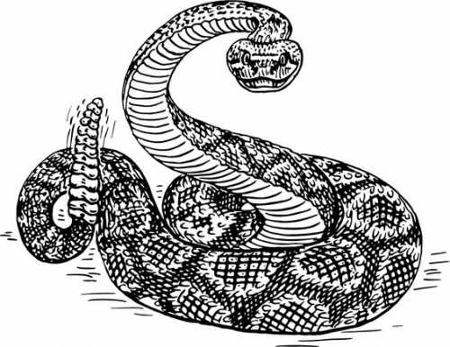 15 Captivating Snake Tattoo Sketch Ideas