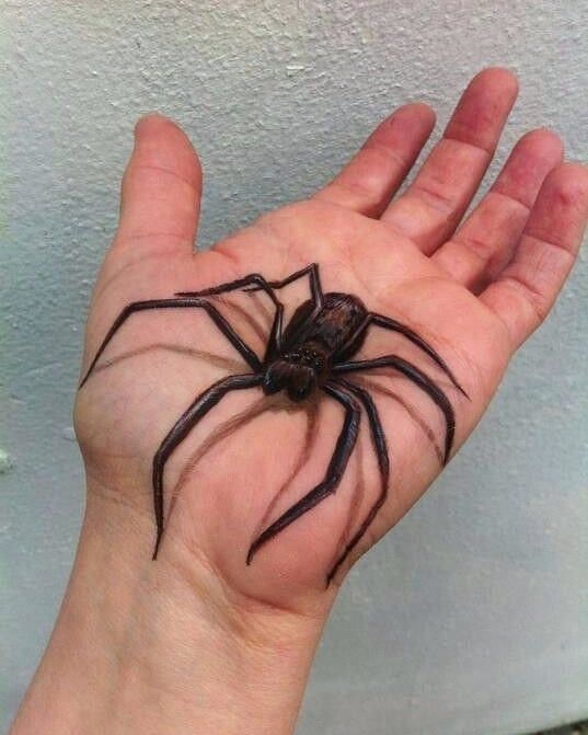 27 Ideas 3D Tattoos : Optical Illusion Ink That Defies Reality