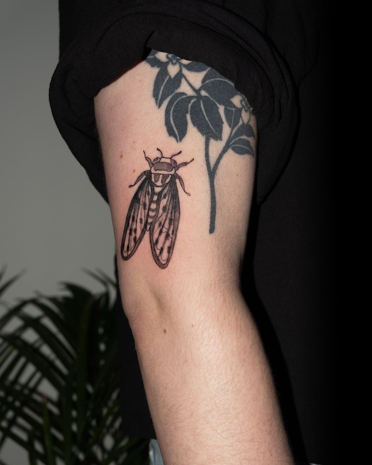 29 Cicada Tattoo Ideas: From Simple Linework to Lush Color