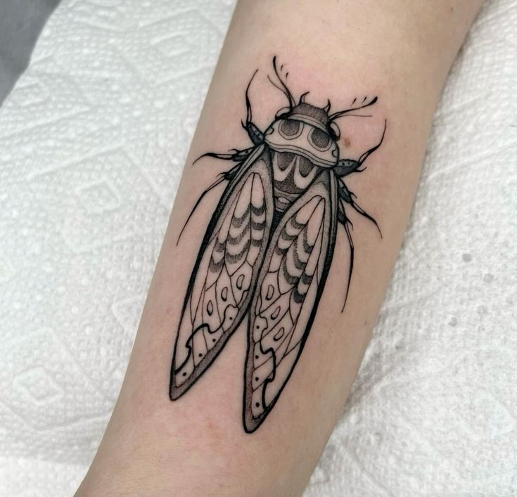 29 Cicada Tattoo Ideas: From Simple Linework to Lush Color