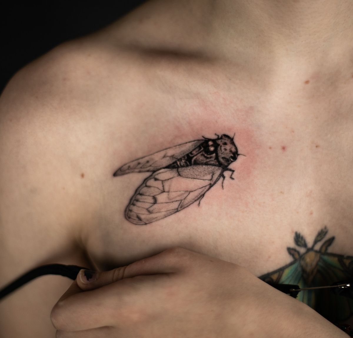 29 Cicada Tattoo Ideas: From Simple Linework to Lush Color
