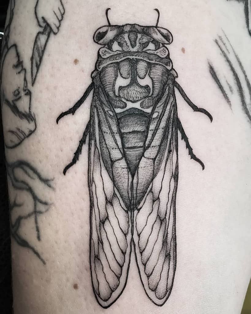 29 Cicada Tattoo Ideas: From Simple Linework to Lush Color