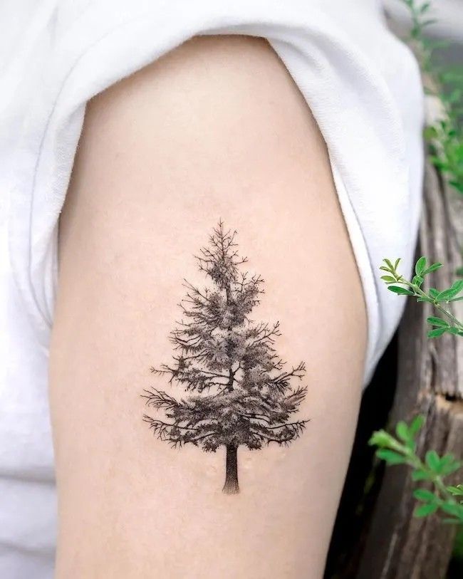 30 Pine Tree Tattoo Ideas: Quiet Symbols of Resilience, Place, and Peace