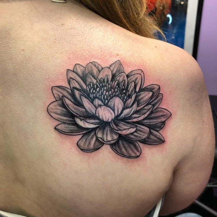 30 Creative Water Lily Tattoos for : Tattoos with Special Meanings